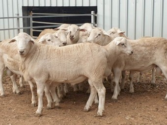 Australian White Rams