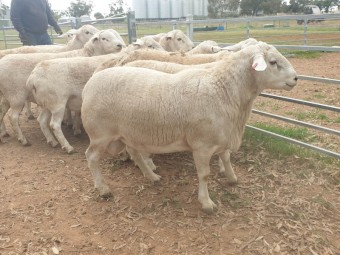 Australian White Rams