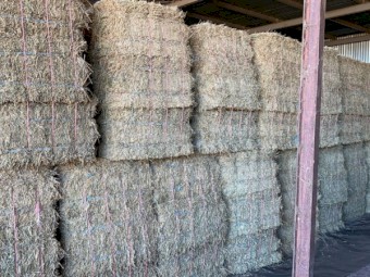 Lucerne Hay Small Squares