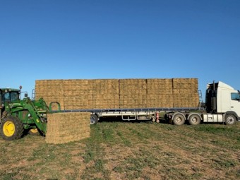 Lucerne Hay Small Squares
