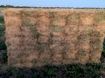 Lucerne Hay Small Squares