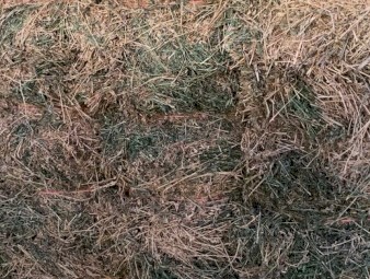 Lucerne Hay Small Squares