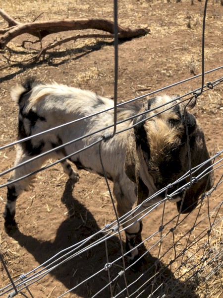 Friendly ANGLO MUBIAN and TOGGENBURG BUCKLINGS