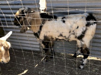 Friendly ANGLO MUBIAN and TOGGENBURG BUCKLINGS