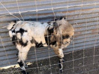 Friendly ANGLO MUBIAN and TOGGENBURG BUCKLINGS
