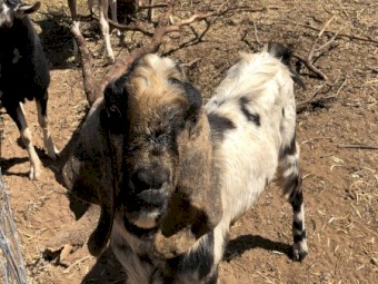 Friendly ANGLO MUBIAN and TOGGENBURG BUCKLINGS