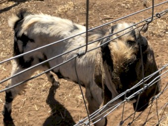 Friendly ANGLO MUBIAN and TOGGENBURG BUCKLINGS