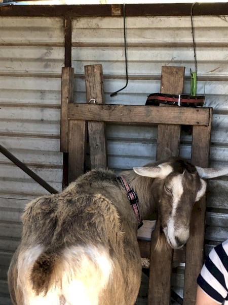 RECONDITIONED MODELS! Fantastic Milking Lines, TOGGENBURG DOES PAIR