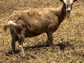 RECONDITIONED MODELS! Fantastic Milking Lines, TOGGENBURG DOES PAIR