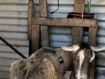 RECONDITIONED MODELS! Fantastic Milking Lines, TOGGENBURG DOES PAIR