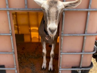 RECONDITIONED MODELS! Fantastic Milking Lines, TOGGENBURG DOES PAIR