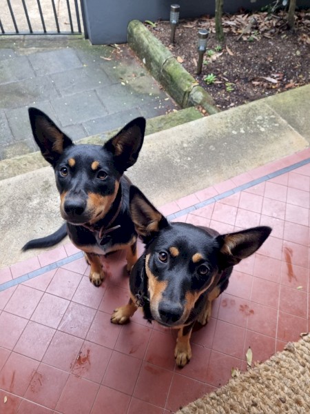 7 mth old Kelpie pup