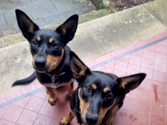 7 mth old Kelpie pup