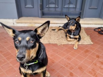 7 mth old Kelpie pup