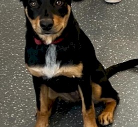 7 mth old Kelpie pup