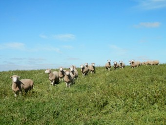 Poll Dorset Rams
