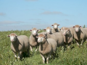 Poll Dorset Rams