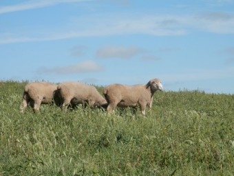 Poll Dorset Rams