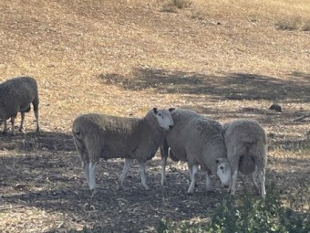 22 border Leicester Rams for sale