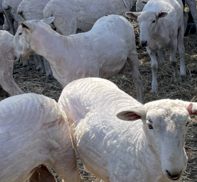 22 border Leicester Rams for sale