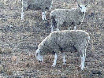 22 border Leicester Rams for sale