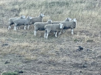 22 border Leicester Rams for sale