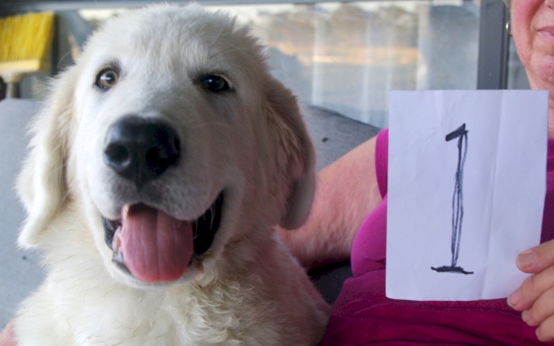 Maremma Guardian Dog Pups