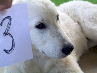 Maremma Guardian Dog Pups