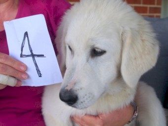 Maremma Guardian Dog Pups