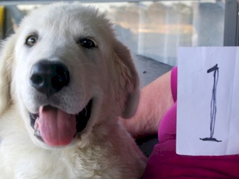 Maremma Guardian Dog Pups