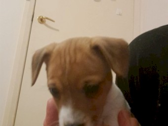 Beautiful Boy Jack Russell Terrior