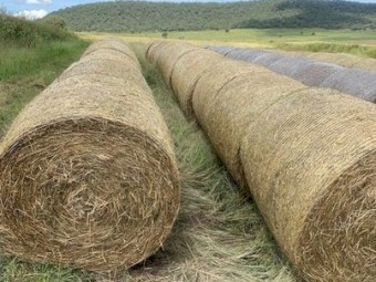 44 bale load 4*4 Prime Rhodes Grass New Season Baled Feb 2024 Fertilised & Inoculated