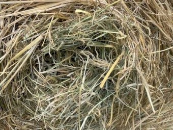 44 bale load 4*4 Prime Rhodes Grass New Season Baled Feb 2024 Fertilised & Inoculated
