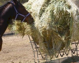 44 bale load 4*4 Prime Rhodes Grass New Season Baled Feb 2024 Fertilised & Inoculated