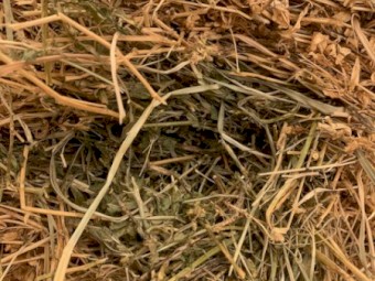 24 Bale Load Grassy Lucerne 4*4 Fertilised & Inoculated New Season Feb 2024