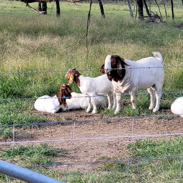 STUD AND COMMERCIAL QUALITY BOER GOATS