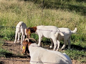 STUD AND COMMERCIAL QUALITY BOER GOATS