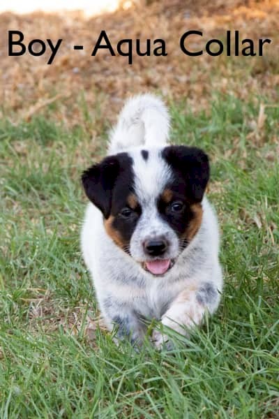 Male Purebred Blue Heeler Australian Cattle Dog Pup FOR SALE 