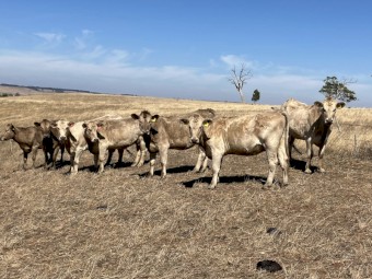 70 PTIC vendor bred heifers and cows