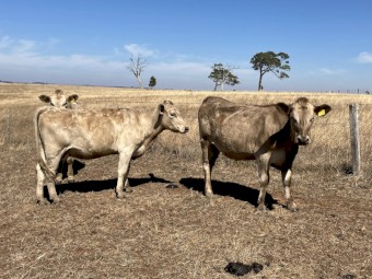 70 PTIC vendor bred heifers and cows