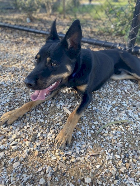 Loyal male Kelpie  looking for an active lifestyle 