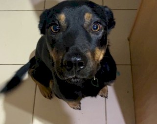 Loyal male Kelpie  looking for an active lifestyle 