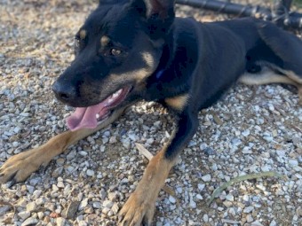 Loyal male Kelpie  looking for an active lifestyle 