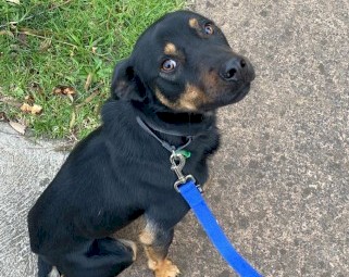 Loyal male Kelpie  looking for an active lifestyle 