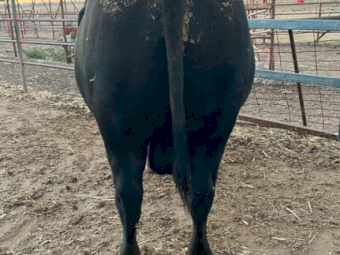 Stud Angus Bull - Jade Park Kruise Q45 (Millah Murrah Bloodlines)