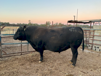 Stud Angus Bull - Jade Park Kruise Q45 (Millah Murrah Bloodlines)