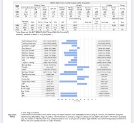 Stud Angus Bull - Jade Park Kruise Q45 (Millah Murrah Bloodlines)