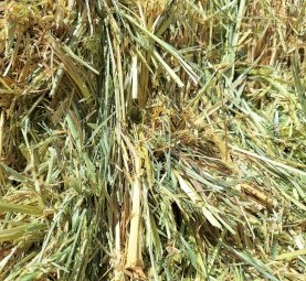 Oaten hay