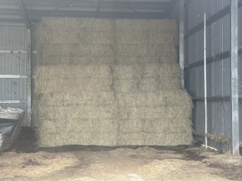 Excellent Weaner Hay