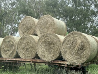 Excellent Weaner Hay